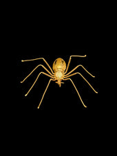 Spider brooch
