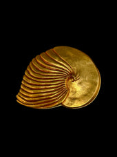 « Ammonite »
