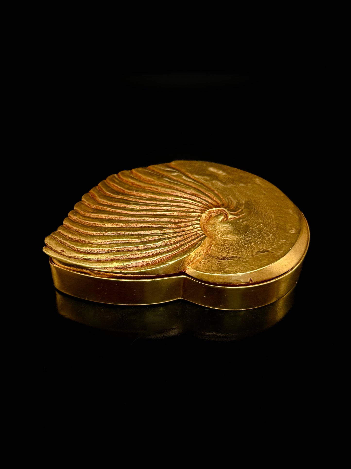 « Ammonite »