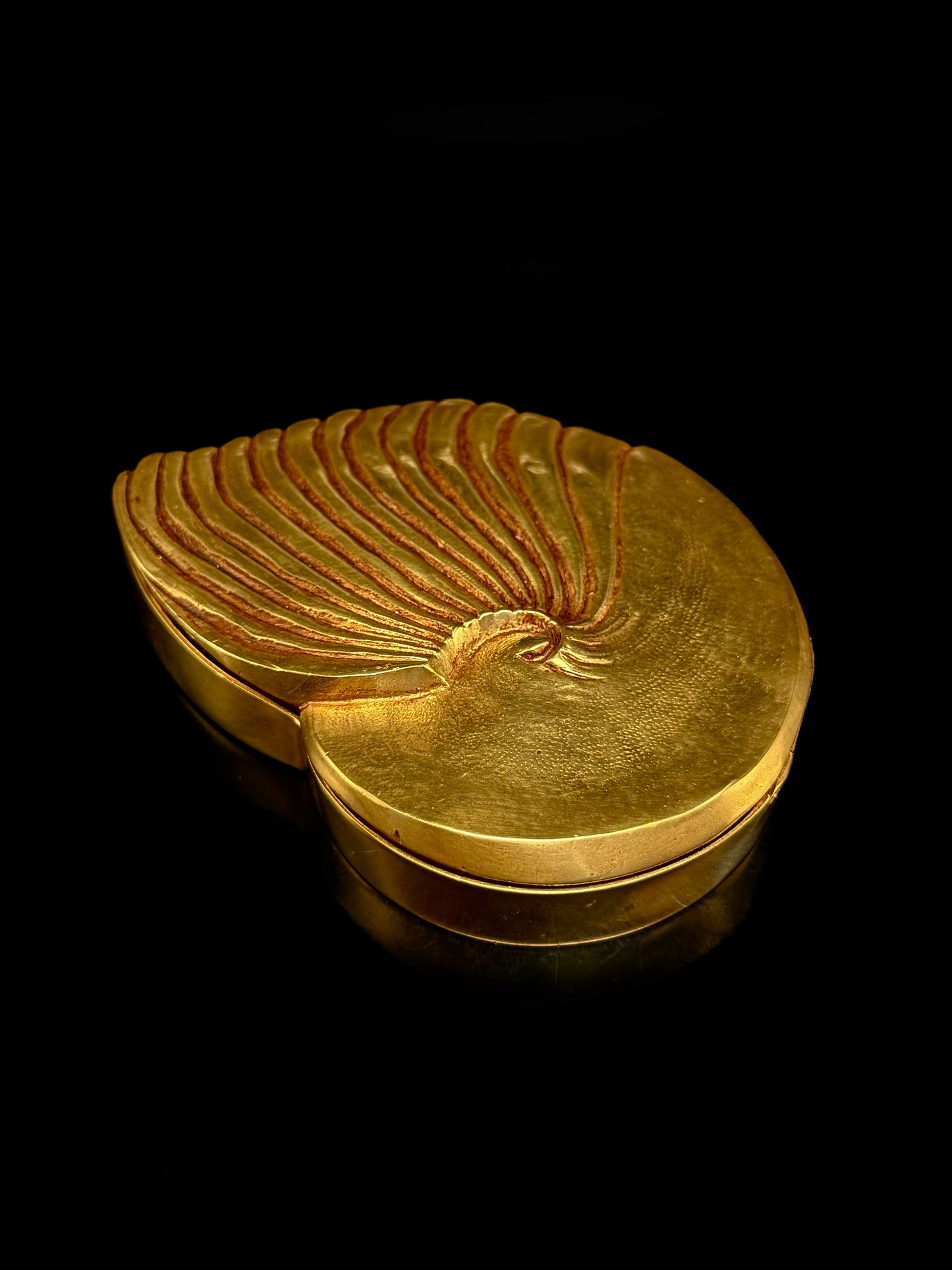 « Ammonite »